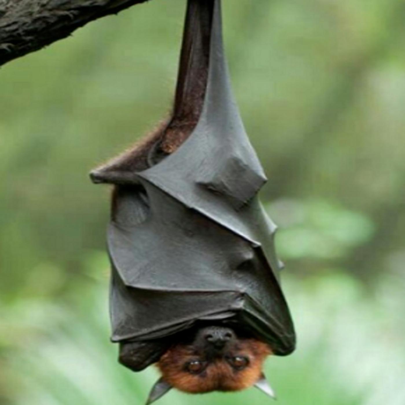 BatCast