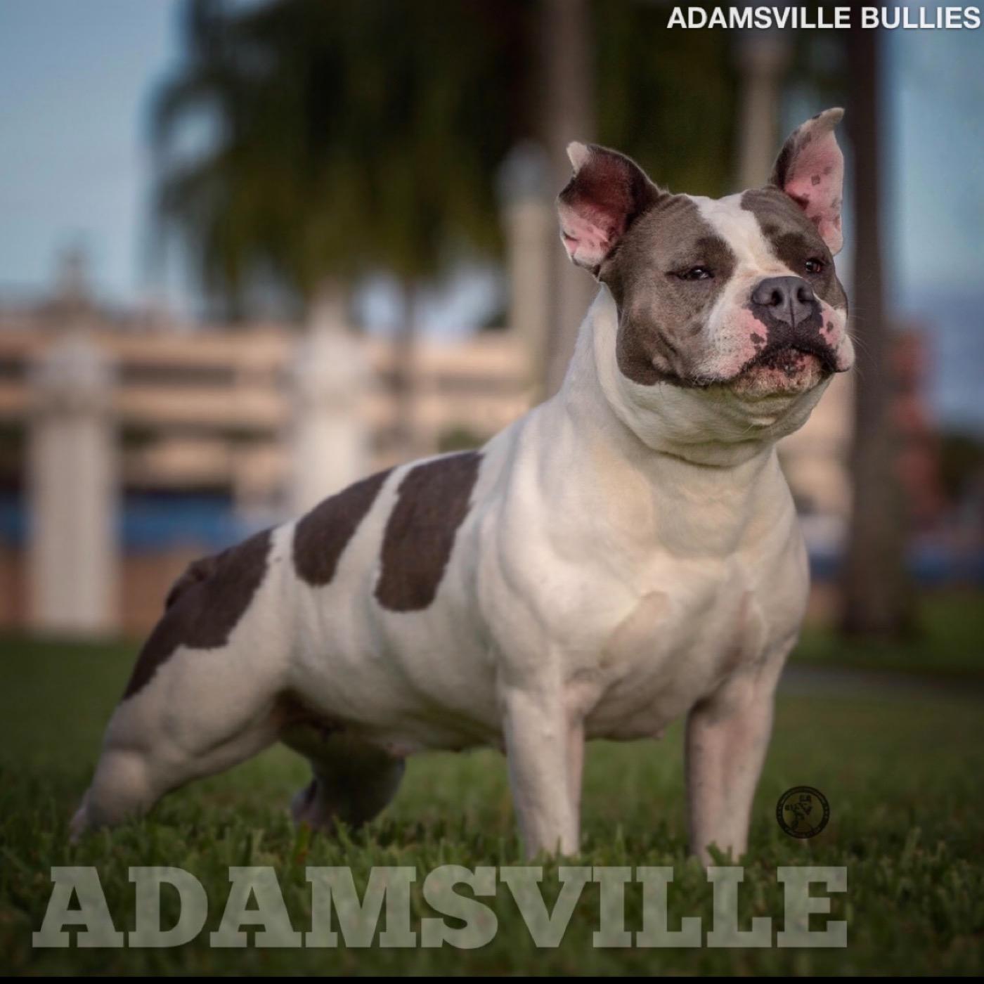 ADAMSVILLE BULLIES