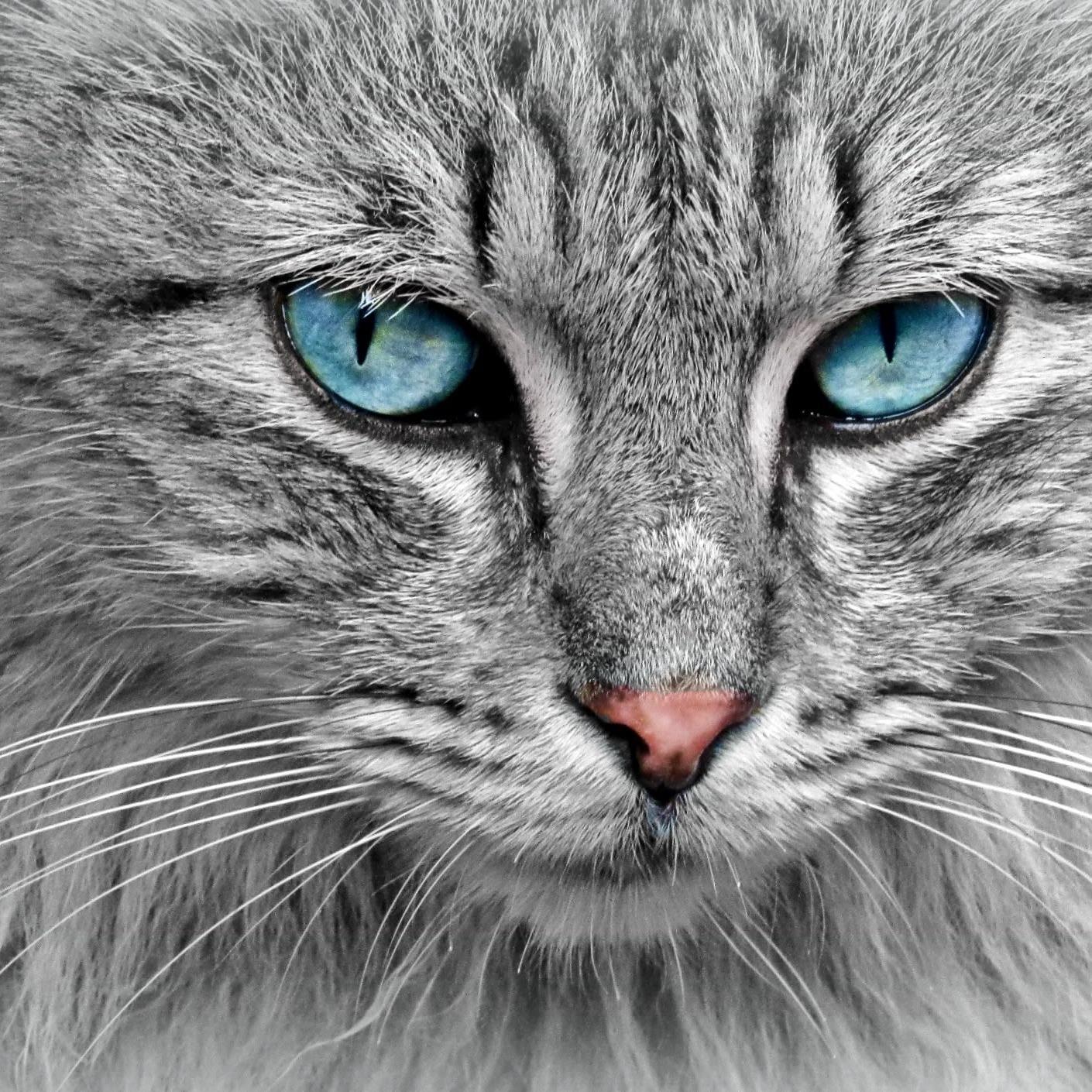 Cat with thumb podcast