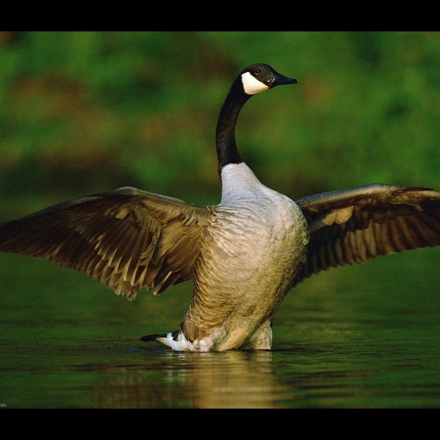 Goosehouse