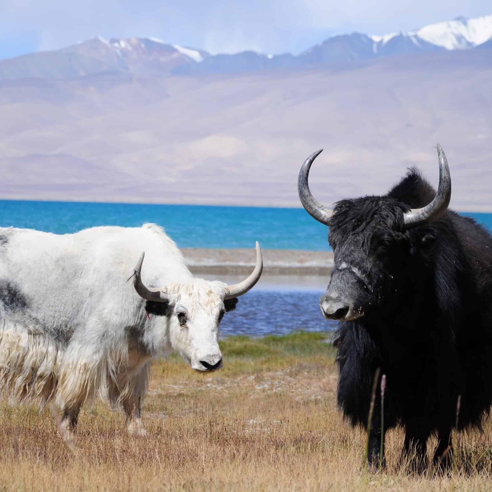 Yapping Yak