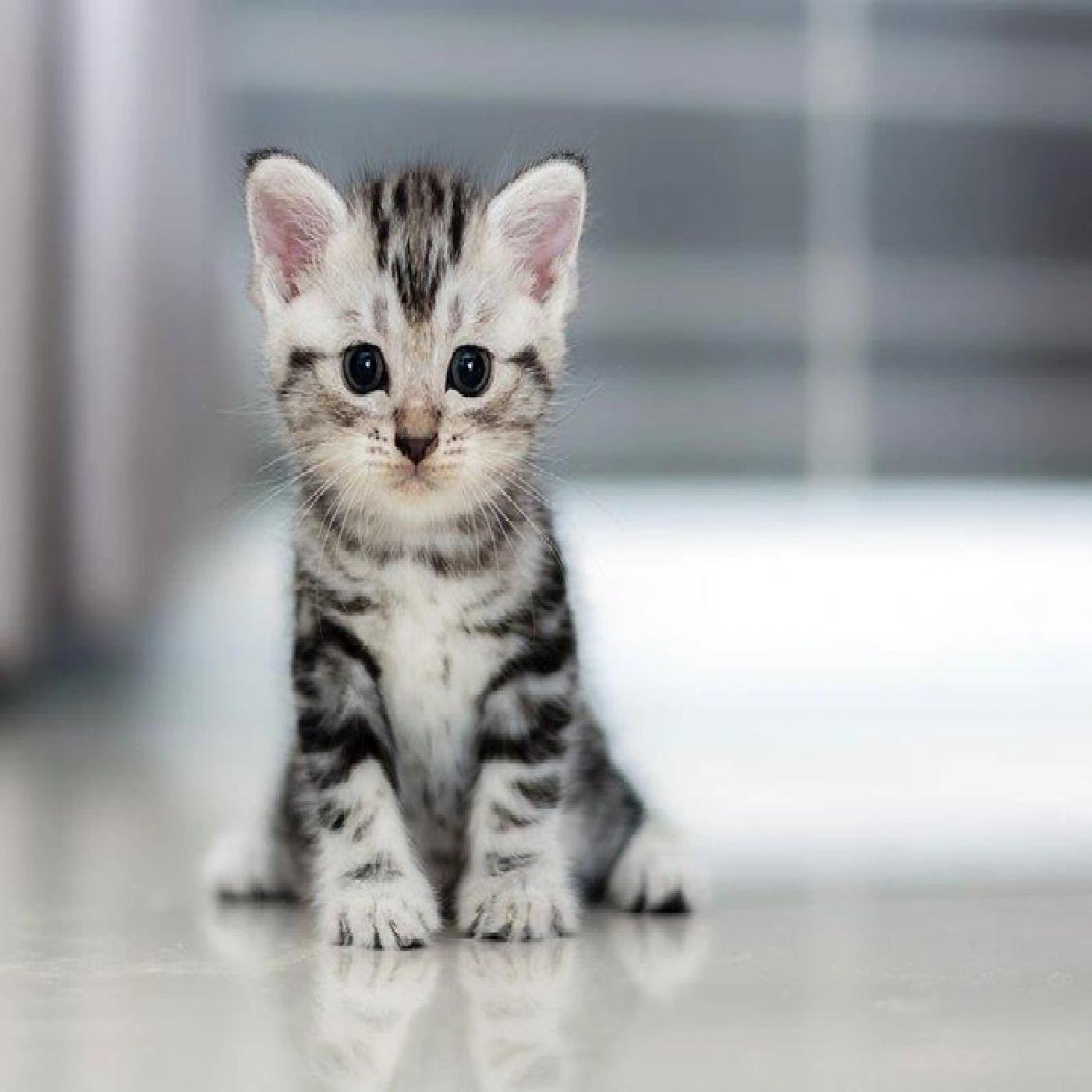 The growth process of the cat Jerry