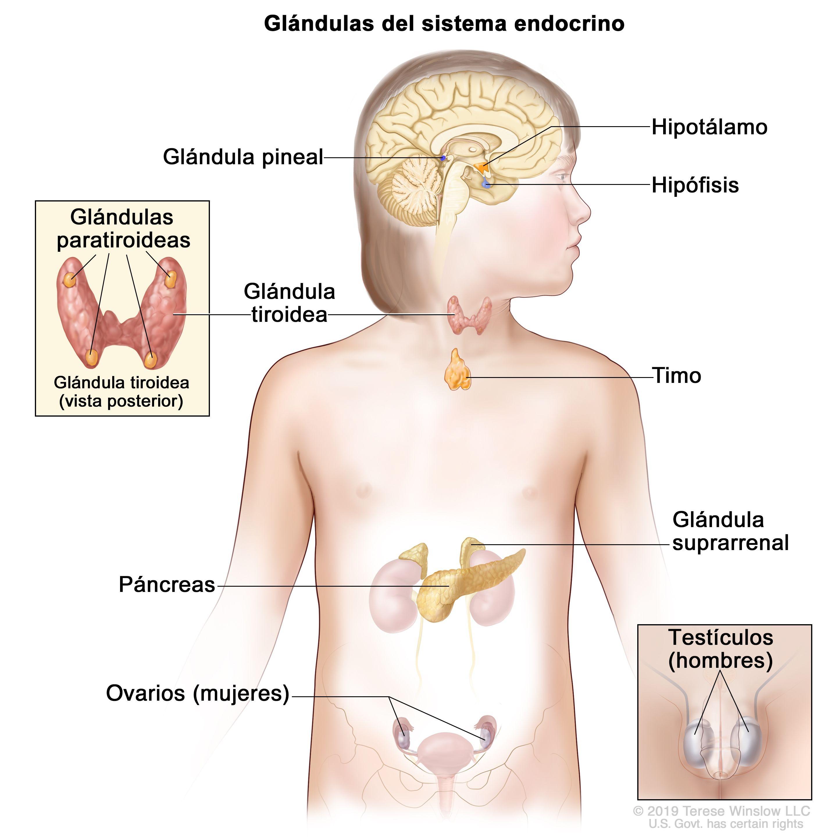 Fisiopatología endocrina