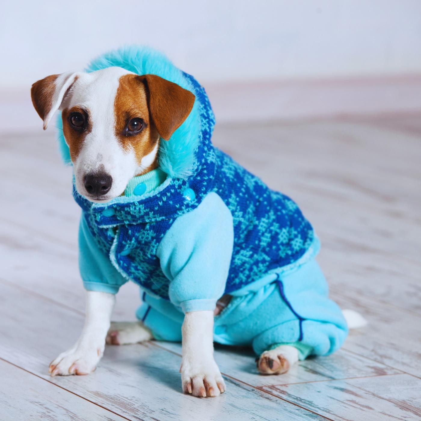 Paws, Style & Streetwear